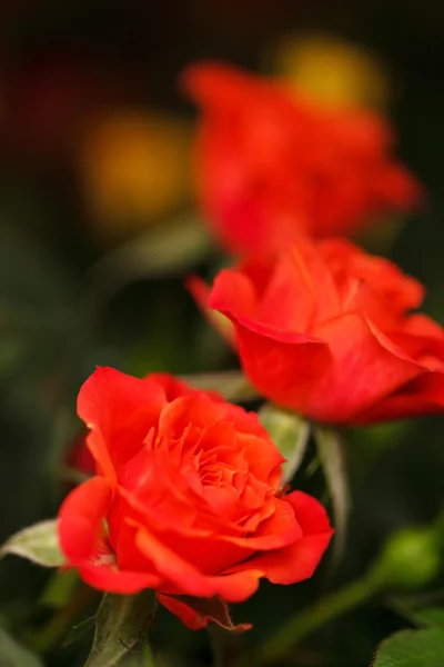 Rose in pot — Stock Photo, Image