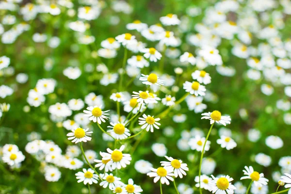 Field of daisy — Stock Photo, Image