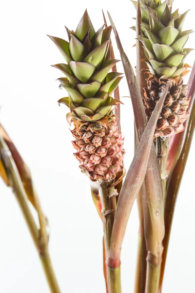 Plantas de piña —  Fotos de Stock