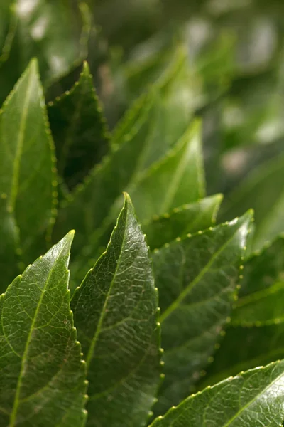 yaprakları arka plan