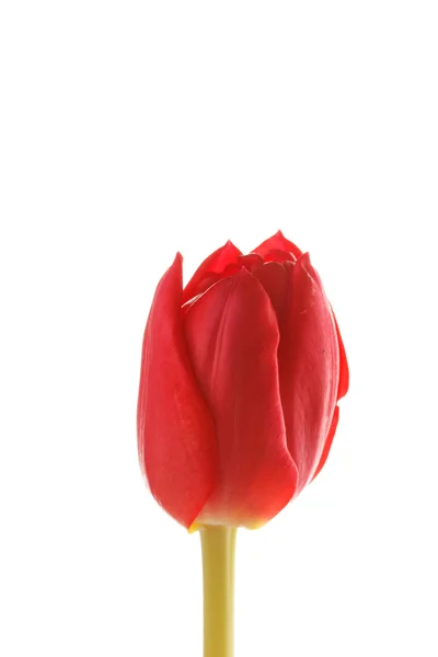 Schöne Tulpe — Stockfoto