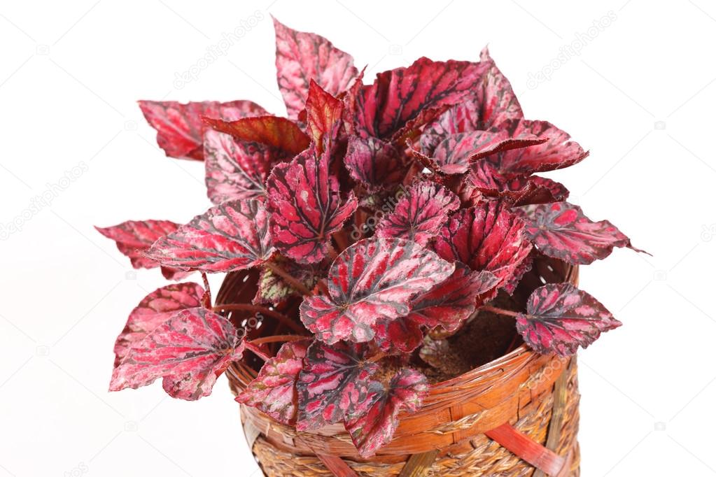 Begonia in pot