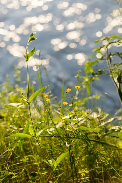 Summer landscape — Stock Photo, Image