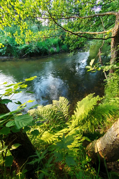 Sommerlandschaft — Stockfoto