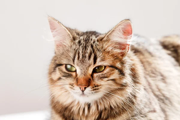 Katze entspannt und träumt — Stockfoto