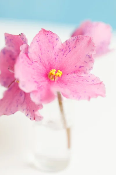 ピンクの花 — ストック写真