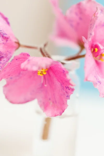 Flores rosadas — Foto de Stock