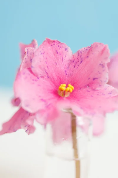 Pink flowers — Stock Photo, Image