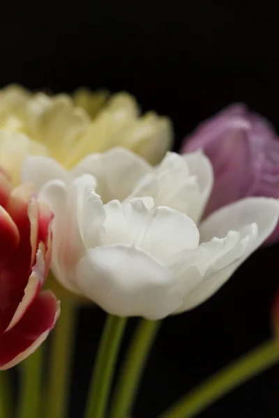 Nice tulips — Stock Photo, Image