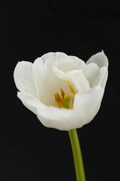 Bonito tulipán — Foto de Stock