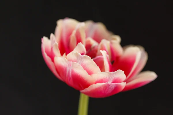 Bonita tulipa — Fotografia de Stock