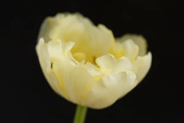 Mooi tulip — Stockfoto