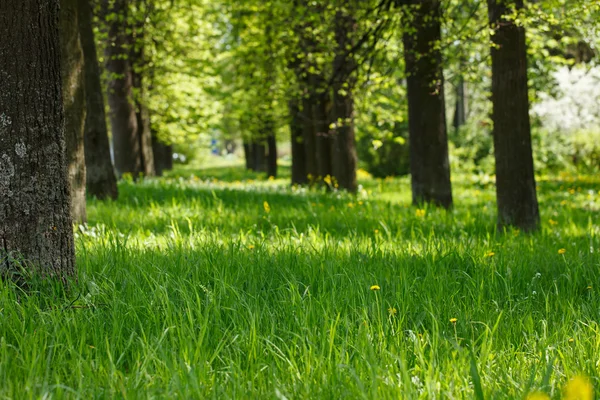 Piękny park — Zdjęcie stockowe