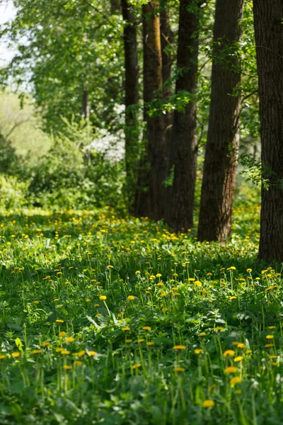 Vacker park — Stockfoto