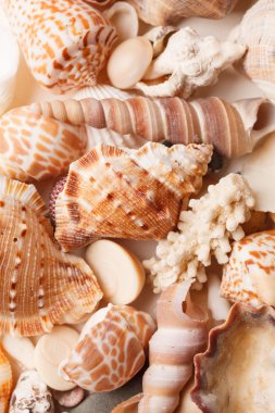 Deniz kabukları arka plan