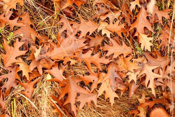 Hojas de otoño colorido — Foto de Stock