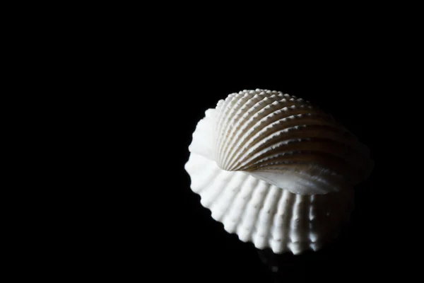 Sea shell isolated on black — Stock Photo, Image