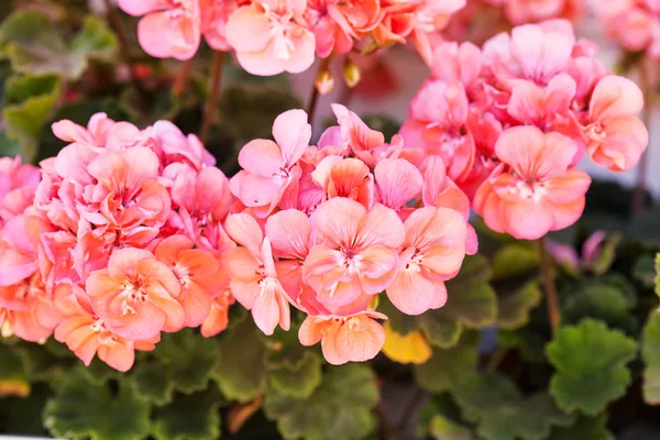 Jardín flores de geranio —  Fotos de Stock