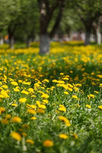 Bahar Parkı — Stok fotoğraf