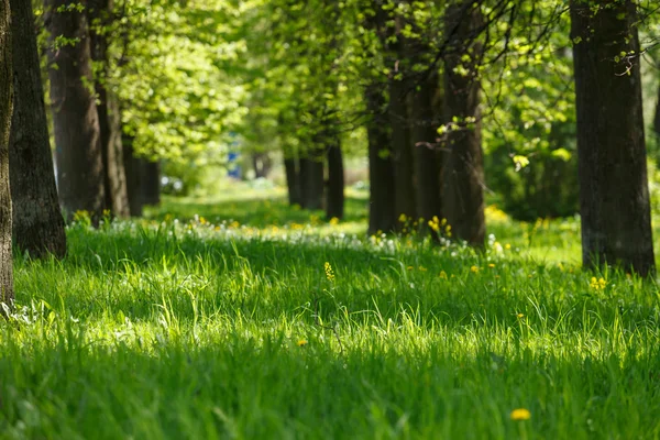 Güzel park — Stok fotoğraf