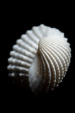 Deniz kabuğu siyah izole