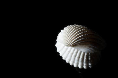 Deniz kabuğu siyah izole