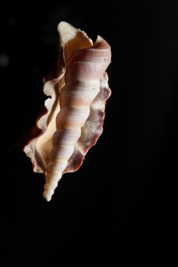 Deniz kabuğu siyah izole