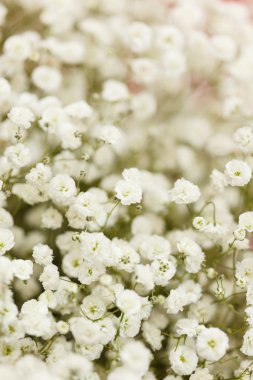 beyaz çiçekler