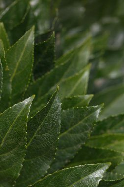 yaprakları arka plan