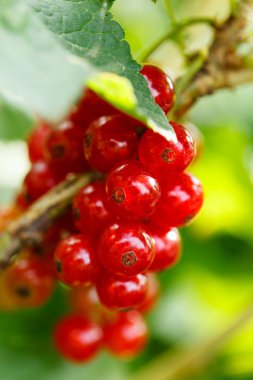 Bahçede frenk üzümü