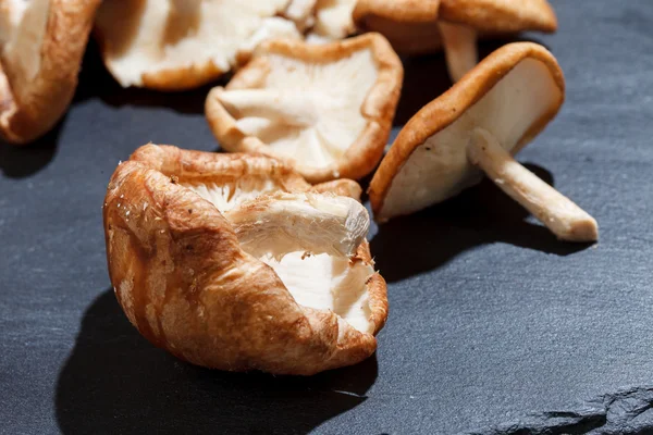 Funghi Shiitake — Foto Stock