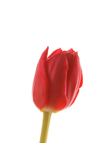 Bonita tulipa — Fotografia de Stock