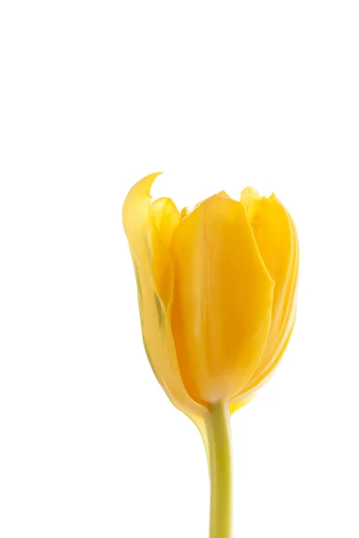 Bel tulipano — Foto Stock