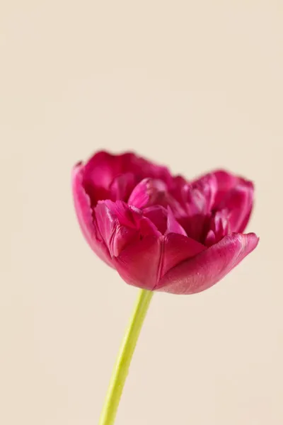 Bonito tulipán — Foto de Stock