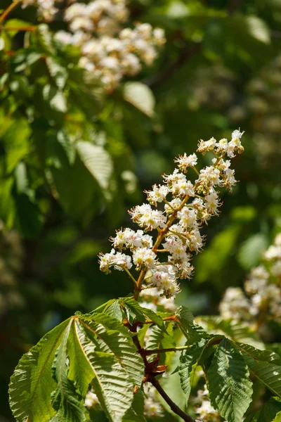 Blommande grenar av chestnu — Stockfoto