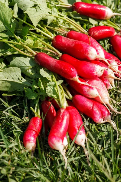 Rábano fresco — Foto de Stock