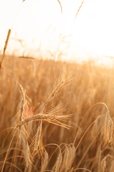 穀類の植物 — ストック写真