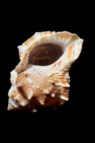 Sea shell geïsoleerd op zwart — Stockfoto