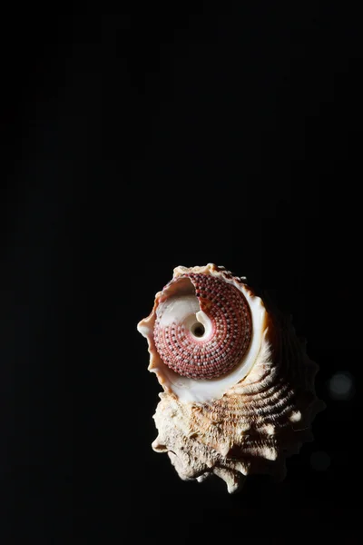 Sea shell isolated on black — Stock Photo, Image