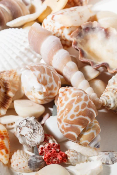 Meeresmuscheln Hintergrund — Stockfoto