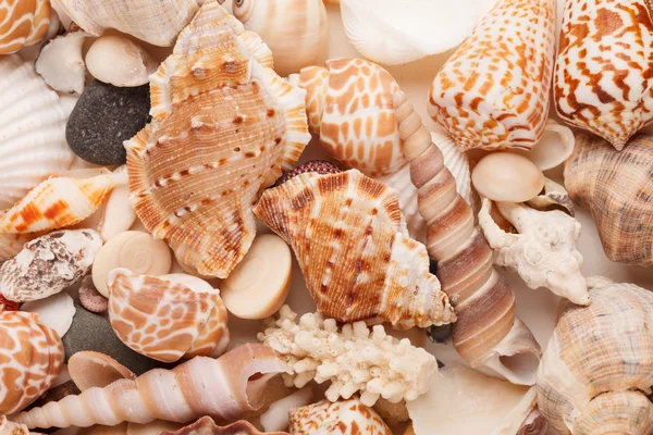 Meeresmuscheln Hintergrund — Stockfoto