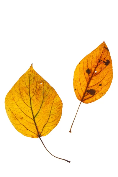 Foglie d'autunno isolate — Foto Stock