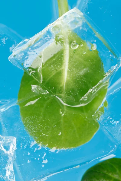 Ice and leaf — Stock Photo, Image