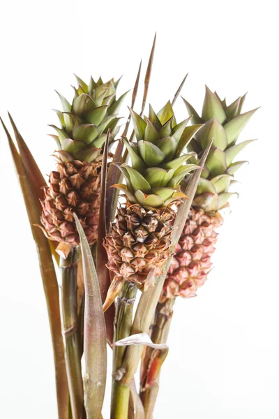 Ananas planten — Stockfoto