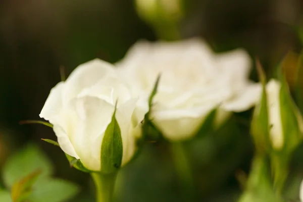 Rosa in vaso — Foto Stock