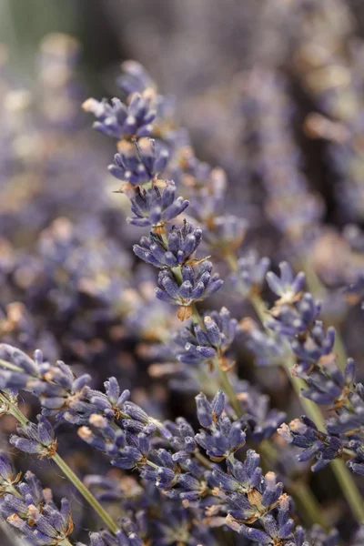 Dried lavender flowers — Stock Photo, Image