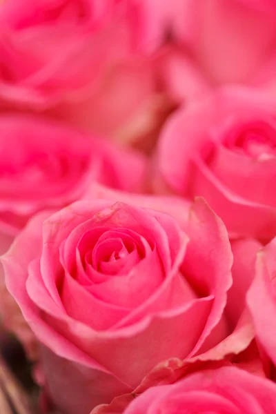 Roze rozen — Stockfoto