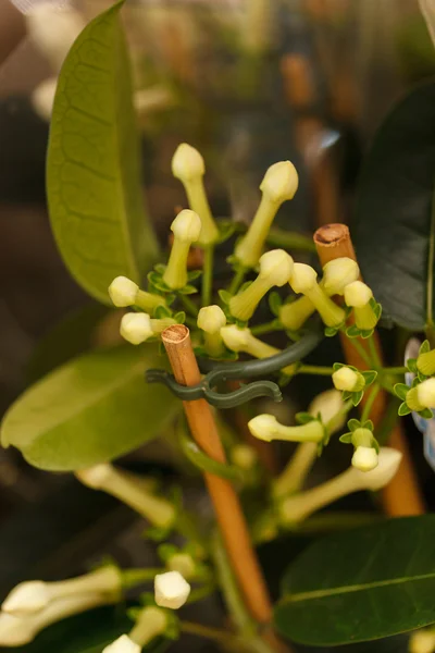 Bloem in de pot — Stockfoto