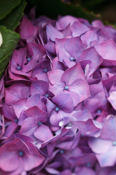 Пурпурная гортензия — стоковое фото