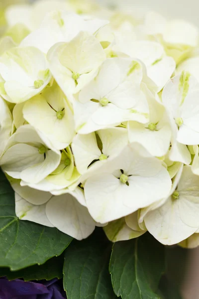 Bílý hortenzie — Stock fotografie